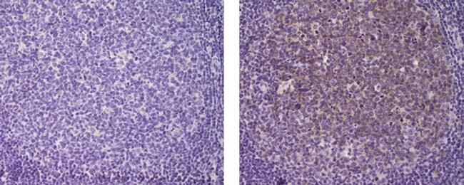 Rat IgG2a kappa Isotype Control in Immunohistochemistry (Paraffin) (IHC (P))