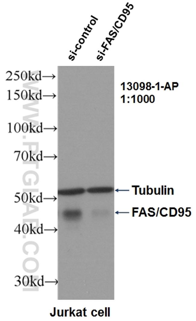 FAS/CD95 Antibody in Western Blot (WB)