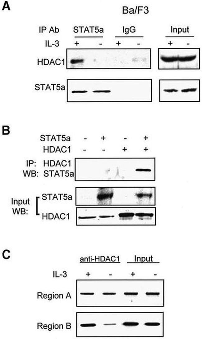 STAT5 alpha Antibody in Western Blot (WB)