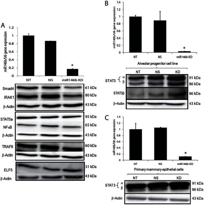 STAT5 alpha Antibody in Western Blot (WB)