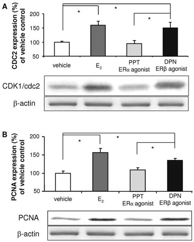 PCNA Antibody in Western Blot (WB)