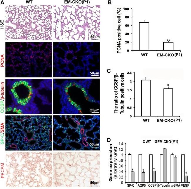 PCNA Antibody in Immunohistochemistry (IHC)