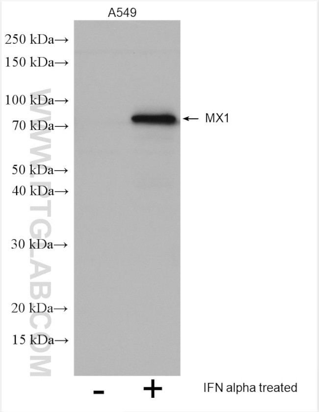 MX1 Antibody in Western Blot (WB)