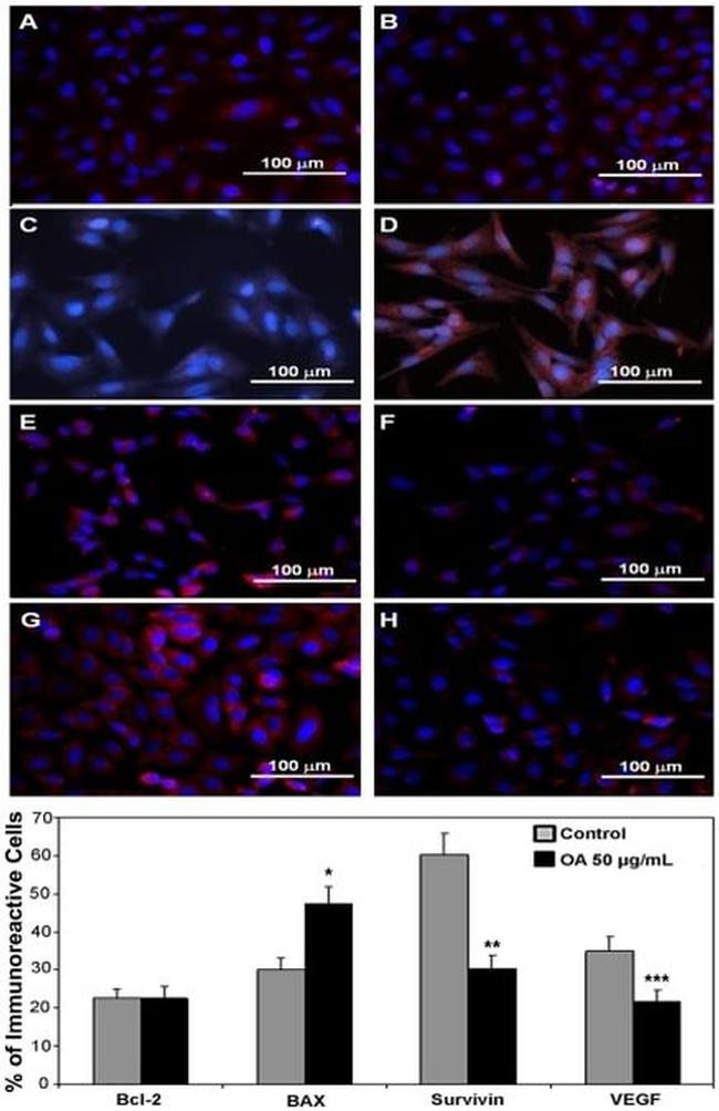 Bcl-2 Antibody in Immunocytochemistry (ICC/IF)