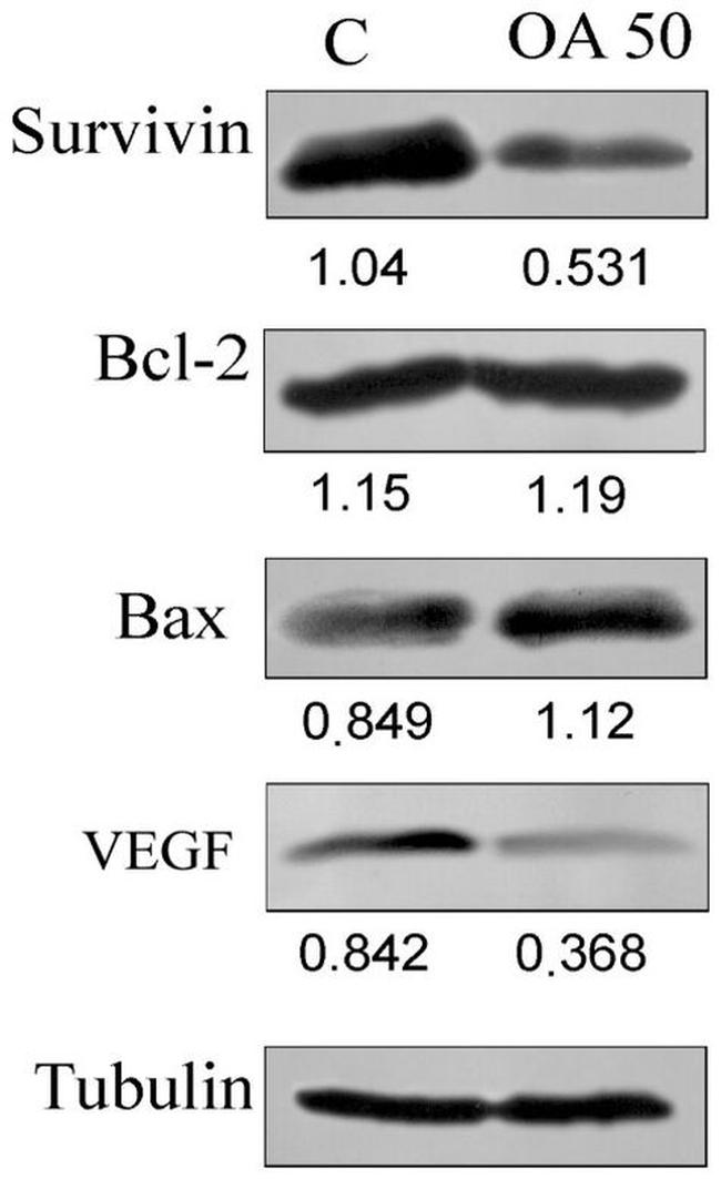 Bcl-2 Antibody in Western Blot (WB)