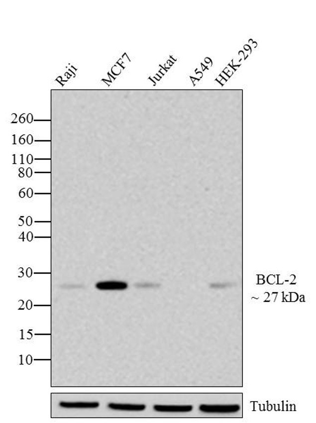 Bcl-2 Antibody in Western Blot (WB)