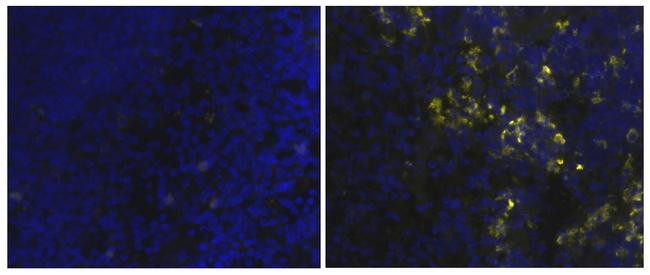 Rat IgG2a kappa Isotype Control in Immunohistochemistry (Frozen) (IHC (F))