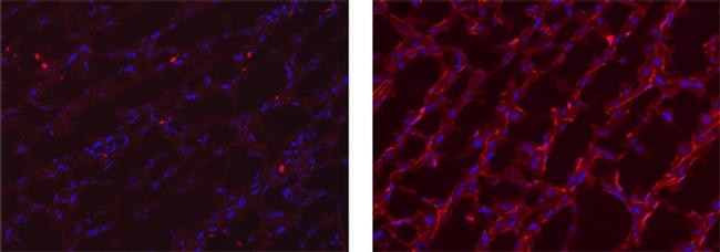 Rat IgG2a kappa Isotype Control in Immunohistochemistry (Frozen) (IHC (F))