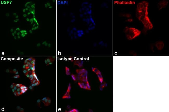 Rat IgG2a kappa Isotype Control in Immunocytochemistry (ICC/IF)