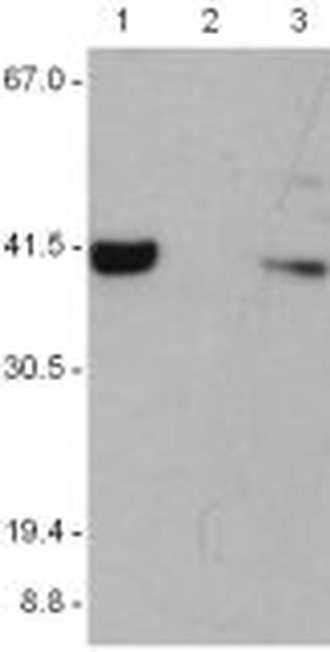 AIM2 Antibody in Western Blot (WB)