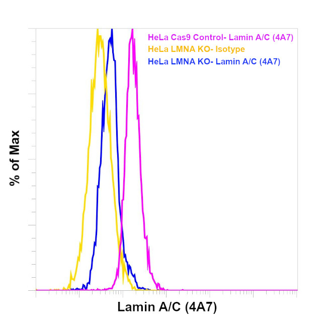 Lamin A/C Antibody