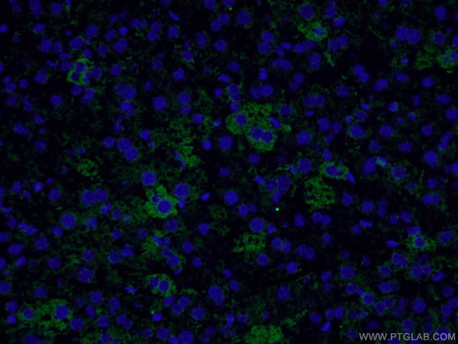 SDHA Antibody in Immunohistochemistry (PFA fixed) (IHC (PFA))