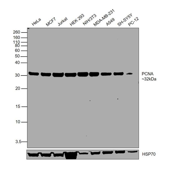 PCNA Antibody in Western Blot (WB)