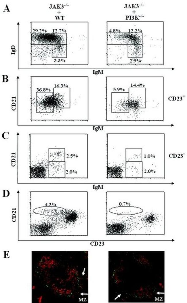 CD45R (B220) Antibody in Flow Cytometry (Flow)