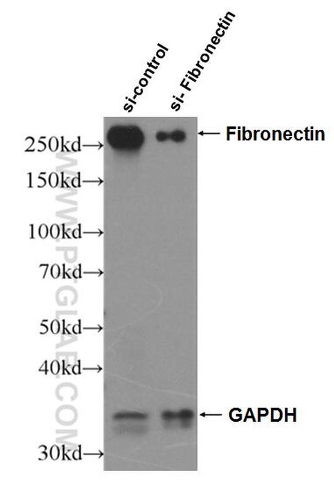 Fibronectin Antibody in Western Blot (WB)