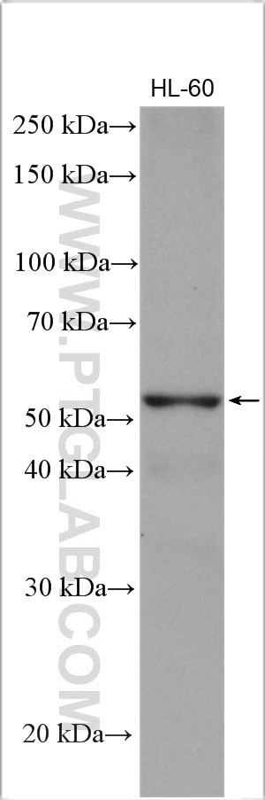 PPAR gamma Antibody in Western Blot (WB)