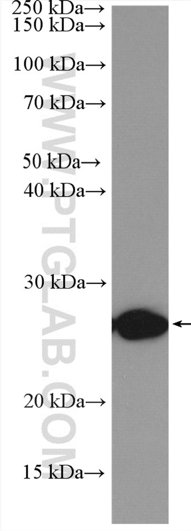 TNF alpha Antibody in Western Blot (WB)