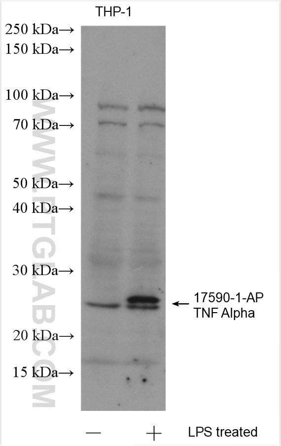 TNF alpha Antibody in Western Blot (WB)