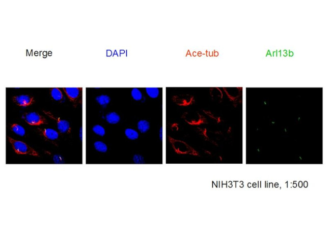 ARL13B Antibody in Immunocytochemistry (ICC/IF)