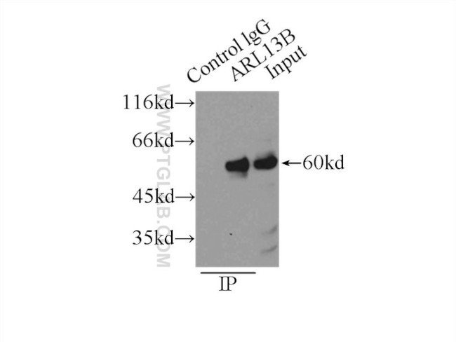 ARL13B Antibody in Immunoprecipitation (IP)