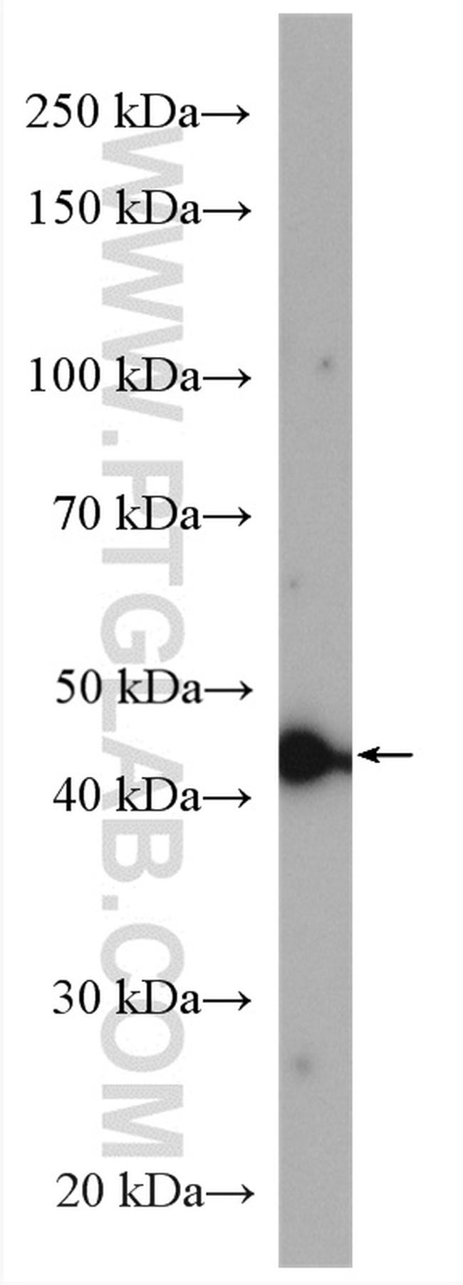 VEGF Antibody in Western Blot (WB)