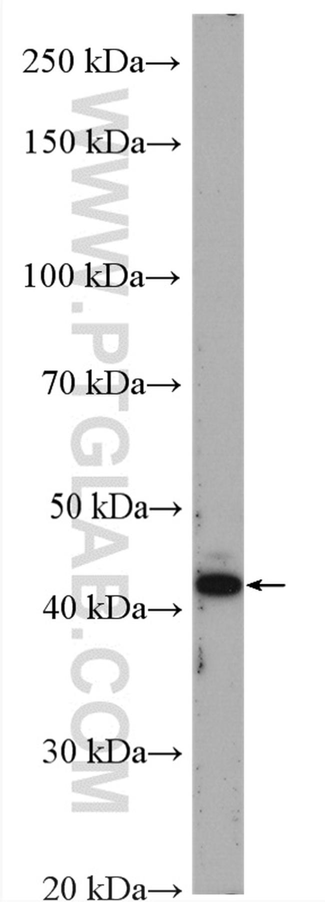 VEGF Antibody in Western Blot (WB)