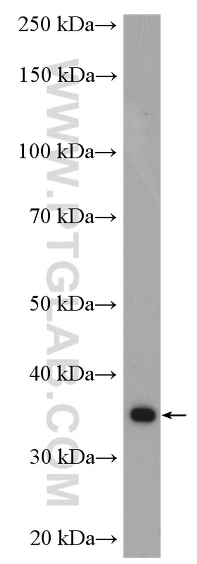 CDK1 Antibody in Western Blot (WB)