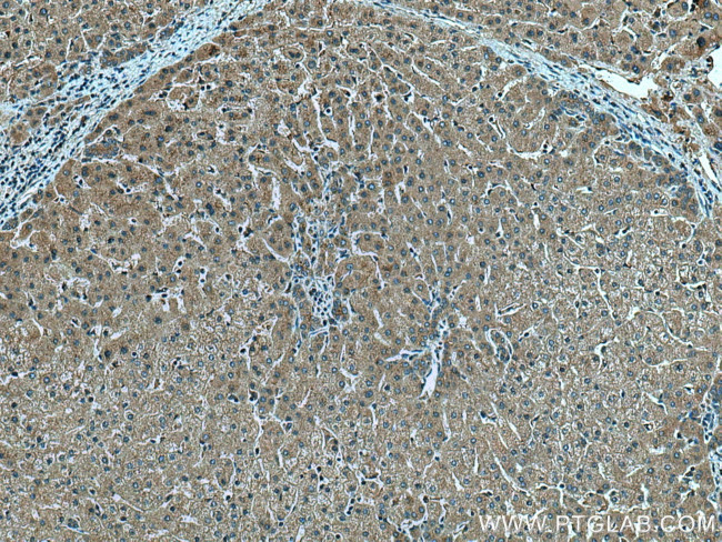 AIFM2 Antibody in Immunohistochemistry (Paraffin) (IHC (P))