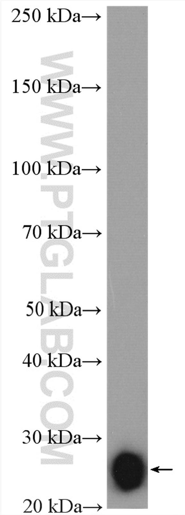 IL-6 Antibody in Western Blot (WB)