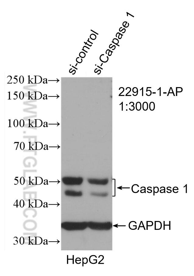 Caspase 1/p20/p10 Antibody in Western Blot (WB)