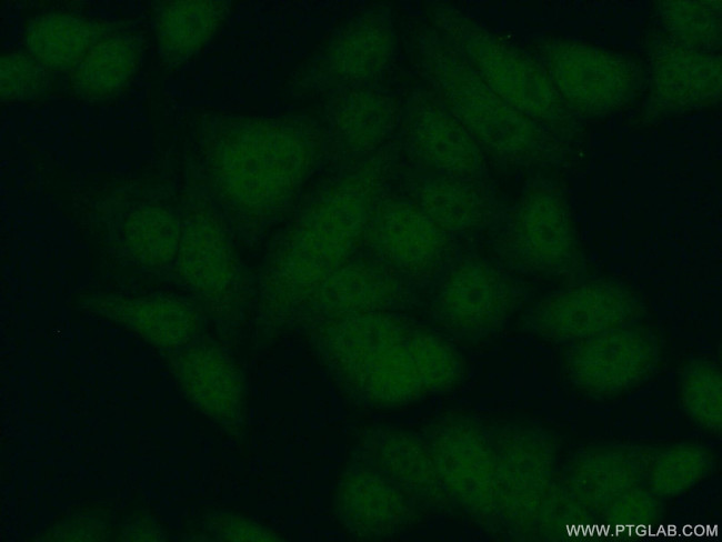 PCNA Antibody in Immunocytochemistry (ICC/IF)