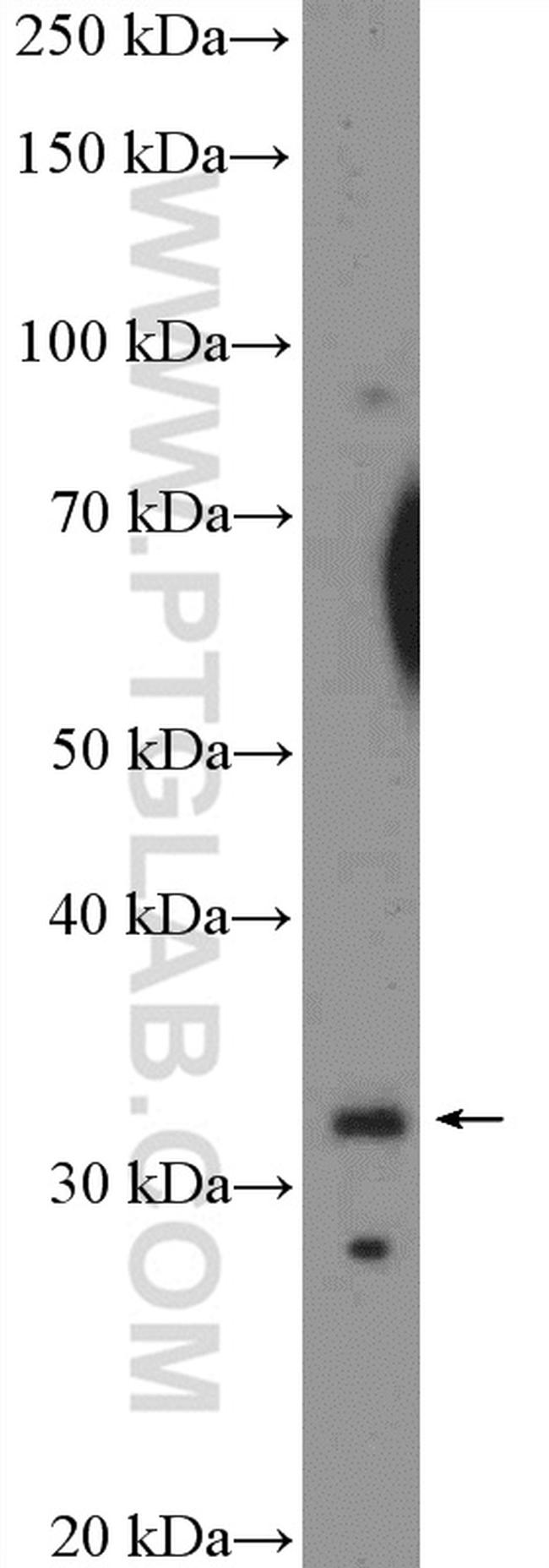 XBP1 Antibody in Western Blot (WB)