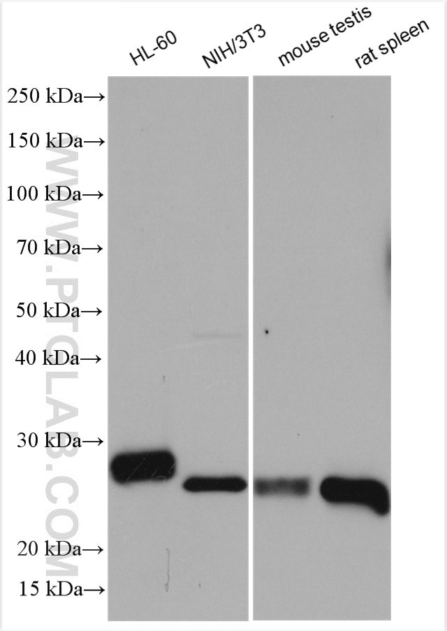 Bcl2 Antibody in Western Blot (WB)