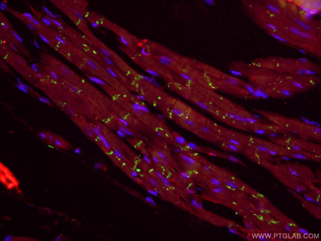 Connexin 43 Antibody in Immunohistochemistry (PFA fixed) (IHC (PFA))