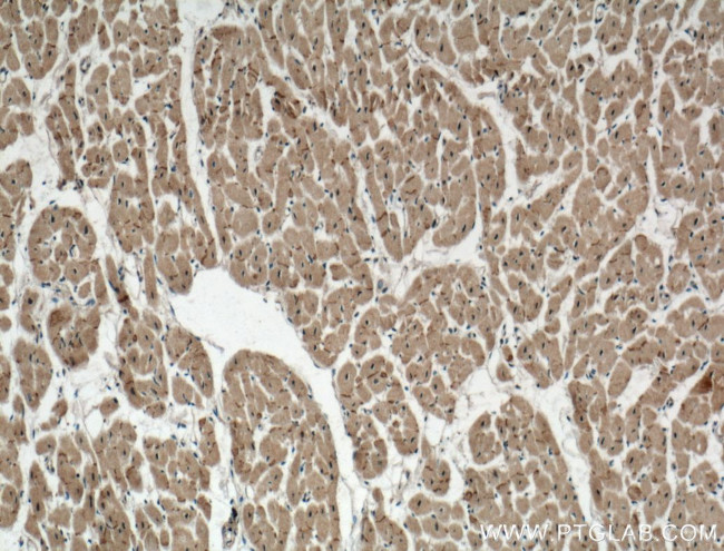 Connexin 43 Antibody in Immunohistochemistry (Paraffin) (IHC (P))