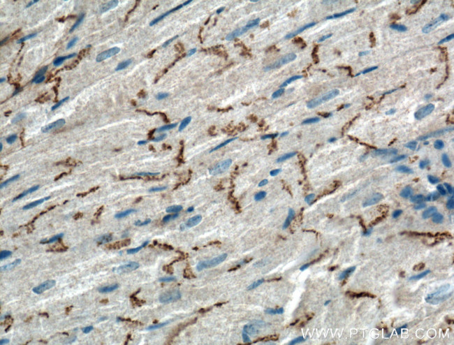 Connexin 43 Antibody in Immunohistochemistry (Paraffin) (IHC (P))