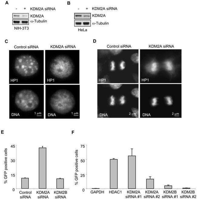 alpha Tubulin Antibody in Western Blot (WB)