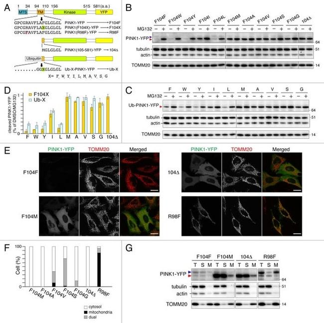 alpha Tubulin Antibody in Western Blot (WB)