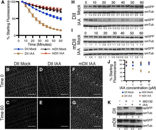 alpha Tubulin Antibody in Western Blot (WB)