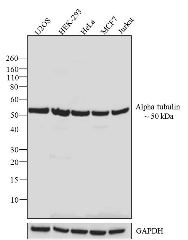 alpha Tubulin Antibody in Western Blot (WB)