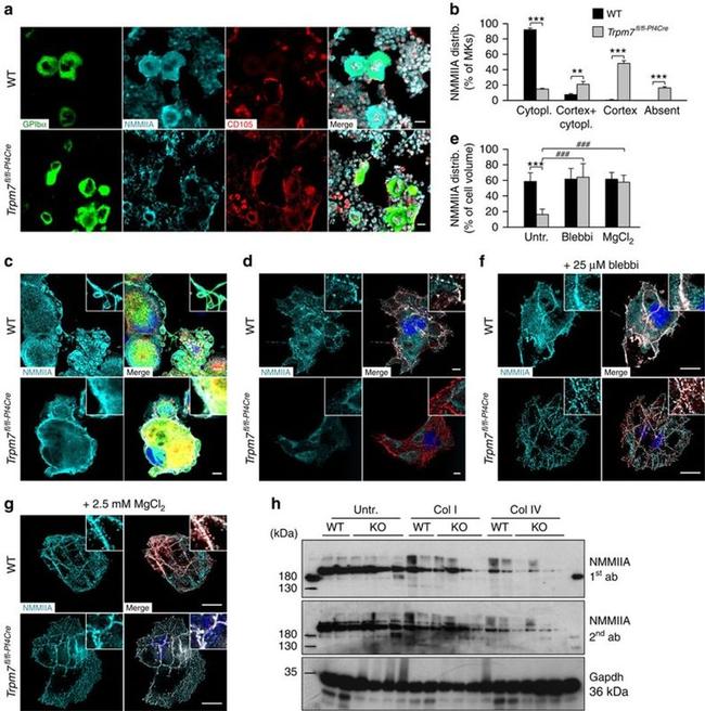 alpha Tubulin Antibody in Immunocytochemistry (ICC/IF)