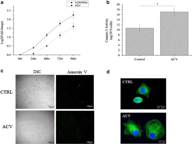 alpha Tubulin Antibody in Immunocytochemistry (ICC/IF)