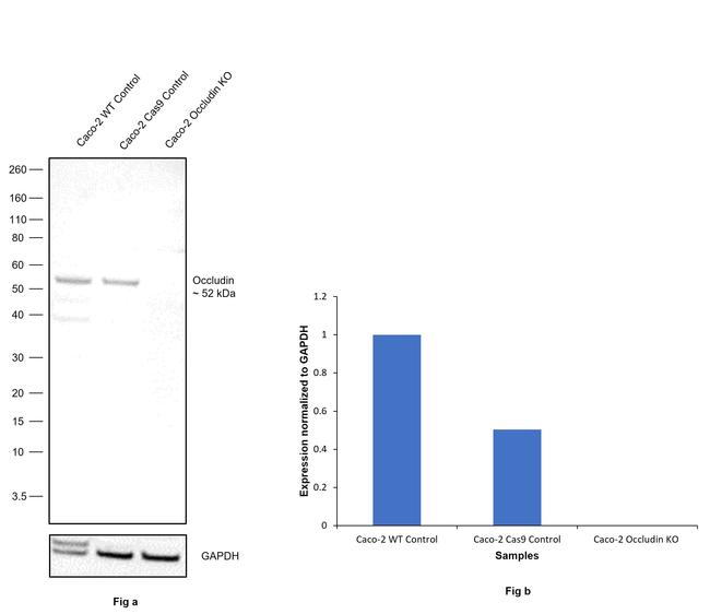 Occludin Antibody in Western Blot (WB)