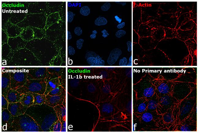 Occludin Antibody