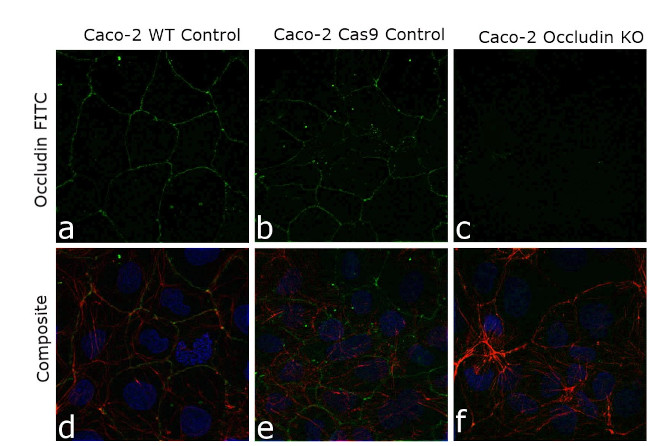 Occludin Antibody in Immunocytochemistry (ICC/IF)