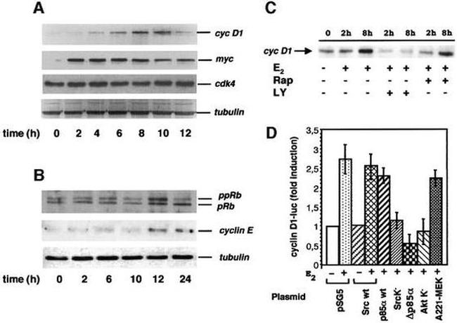 Cyclin D1 Antibody in Western Blot (WB)