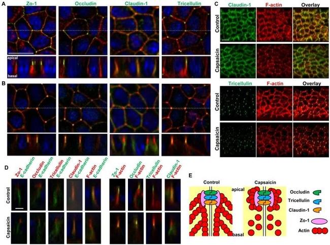 Claudin 1 Antibody in Immunocytochemistry (ICC/IF)