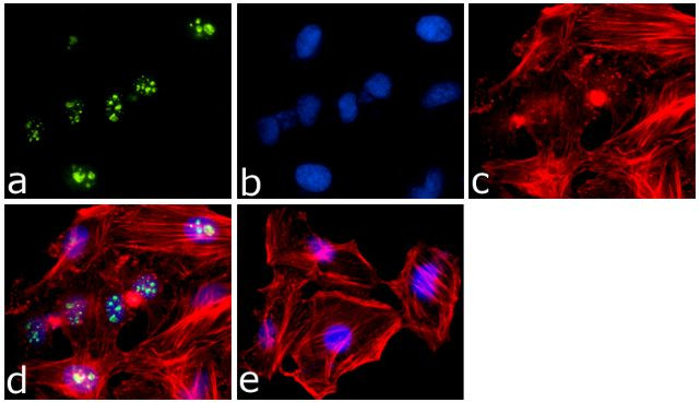 Ki-67 Antibody in Immunocytochemistry (ICC/IF)