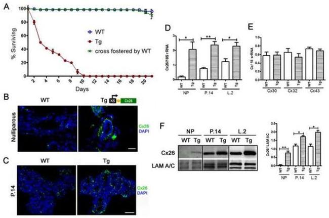 Connexin 26 Antibody in Western Blot, Immunocytochemistry (WB, ICC/IF)