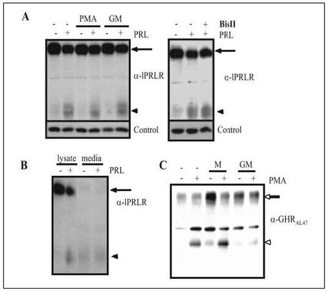 Prolactin Receptor Antibody in Western Blot (WB)